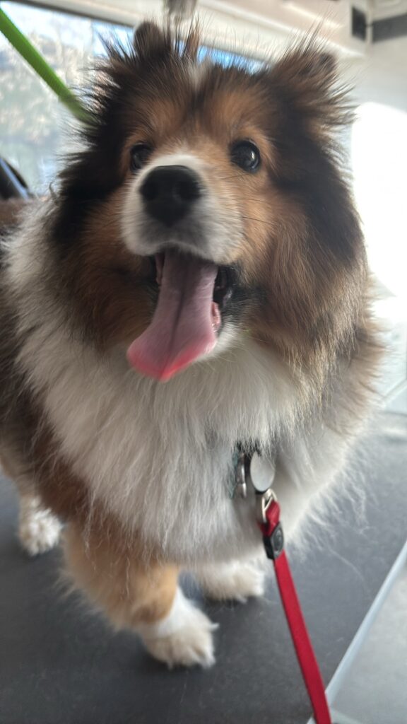 Skittles Dawgma’s Dog of the Month